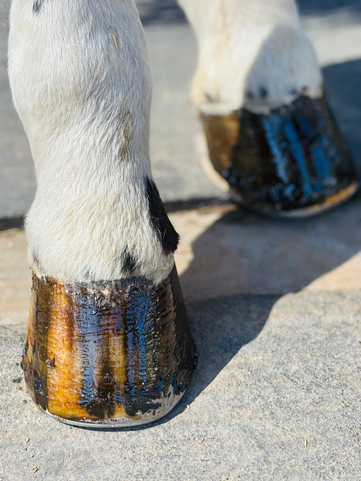 Horse Hoof PASTE & brush applicator 16 oz